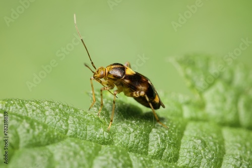 Miridae Orthops basalis on a leaf