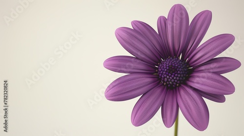 A beautiful purple flower in full bloom against a soft cream background.