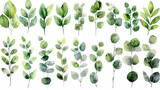 Set di illustrazioni floreali ad acquerello - collezione di rami di foglie verdi, per la cancelleria del matrimonio, gli auguri, gli sfondi, la moda, lo sfondo. Eucalipto, ulivo, foglie verdi, ecc