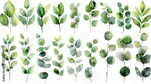 Set di illustrazioni floreali ad acquerello - collezione di rami di foglie verdi, per la cancelleria del matrimonio, gli auguri, gli sfondi, la moda, lo sfondo. Eucalipto, ulivo, foglie verdi, ecc photo