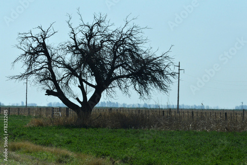 arbol en el campo. photo