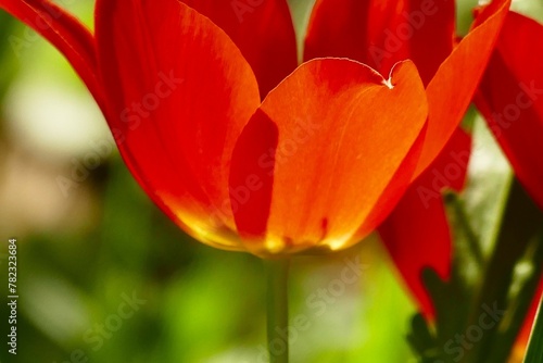 Red tulip macro close details flower background