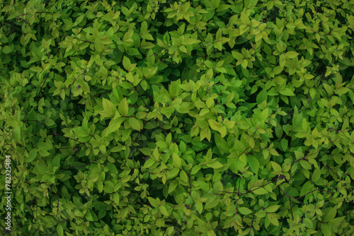 Green bush plant leaves as floral botanical natural summer backdrop background pattern wallpaper