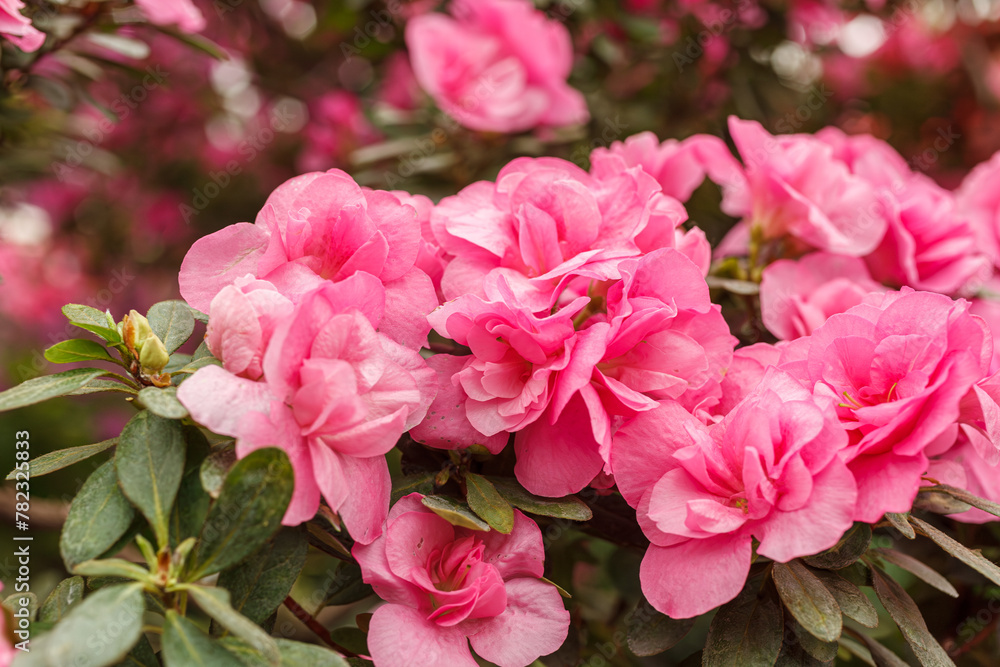 Beautiful blooming pink Azalea bushes