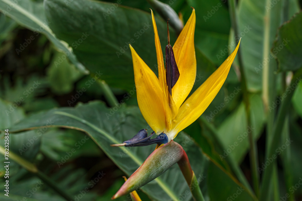 Flowering Strelitzia reginae plant in south africa Flowering Strelitzia reginae plant in south africa