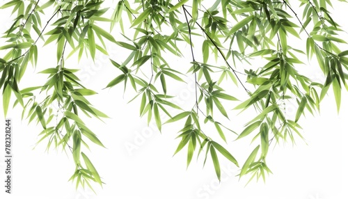 Isolated bamboo leaf on white background for texture or wallpaper Chinese style © LimeSky