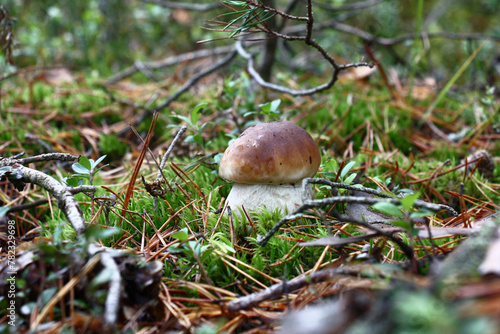 The cep grows in forest among an emerald moss and the fallen down needles.