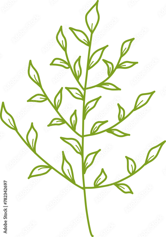 Botanical Line Vector Botanical Line Vector