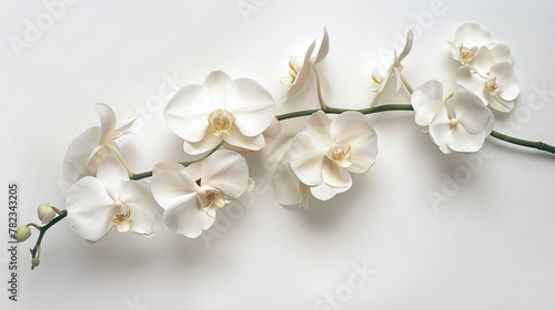 A composition of exotic orchids against
