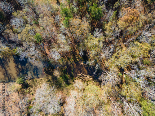 Aerial top down of trees in a forest in rural edge of southern Augusta Georgia