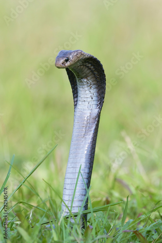 Javanese spitting cobra on a grassland
