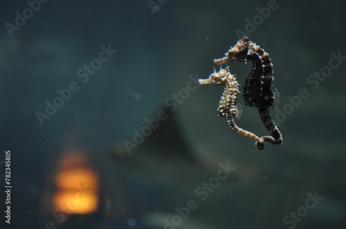 seahorses connected together for life