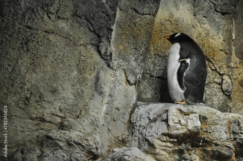 penguin on the rock
