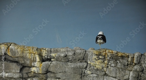 bird on wall