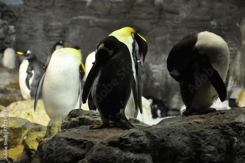 penguins on the rocks