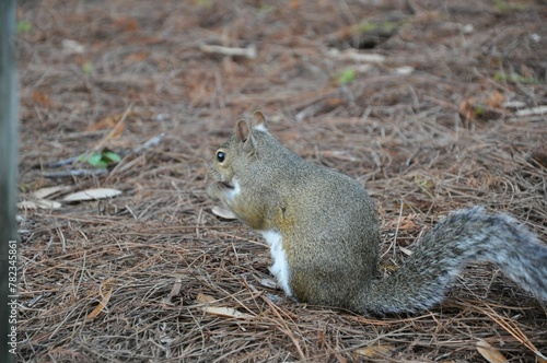 squirrel eating nut