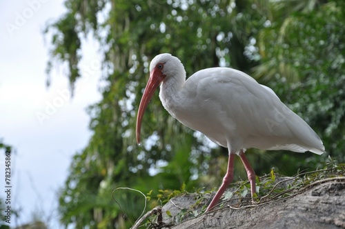 white bird ibis