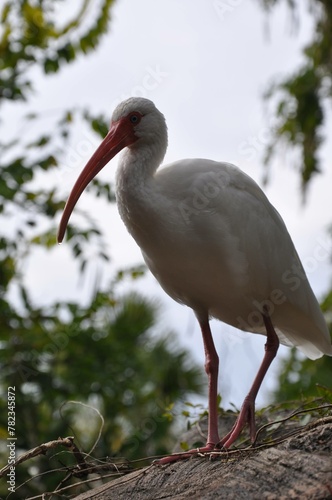 white ibis