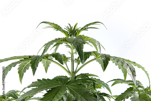 small translucent hairs  original like pistils on a female plant of medical marijuana. on a white background. Alternative treatment for depression  ptsd and other illnesses