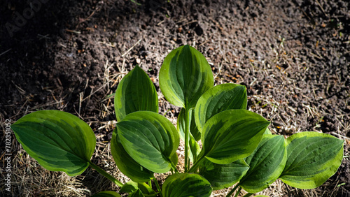 Hosta leaves against the background of soil. Selective focus.