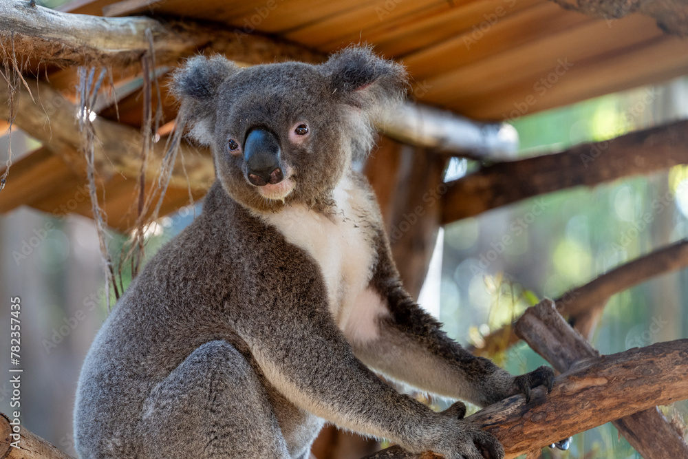 Obraz premium koala in a wildlife hospital