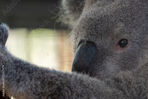 koala closeup © Clint