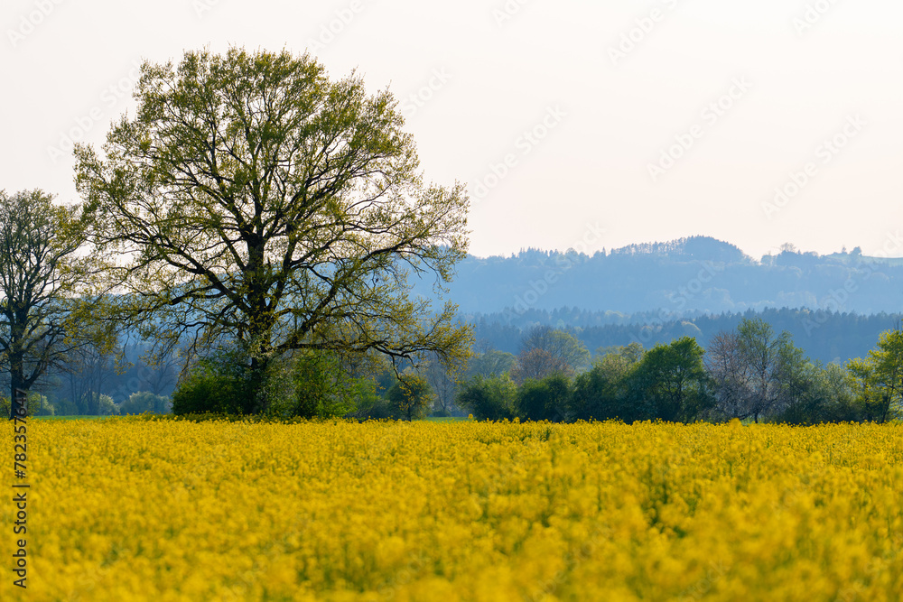 Canola field with hills in the background Canola field with hills in the background