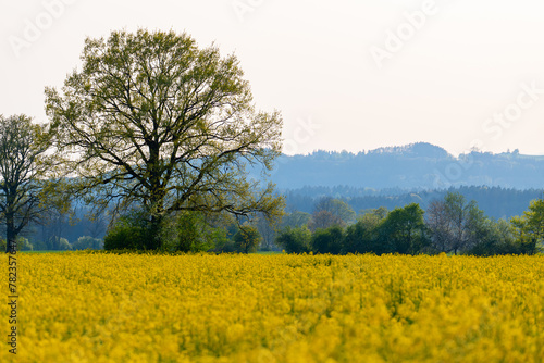 Canola field with hills in the background