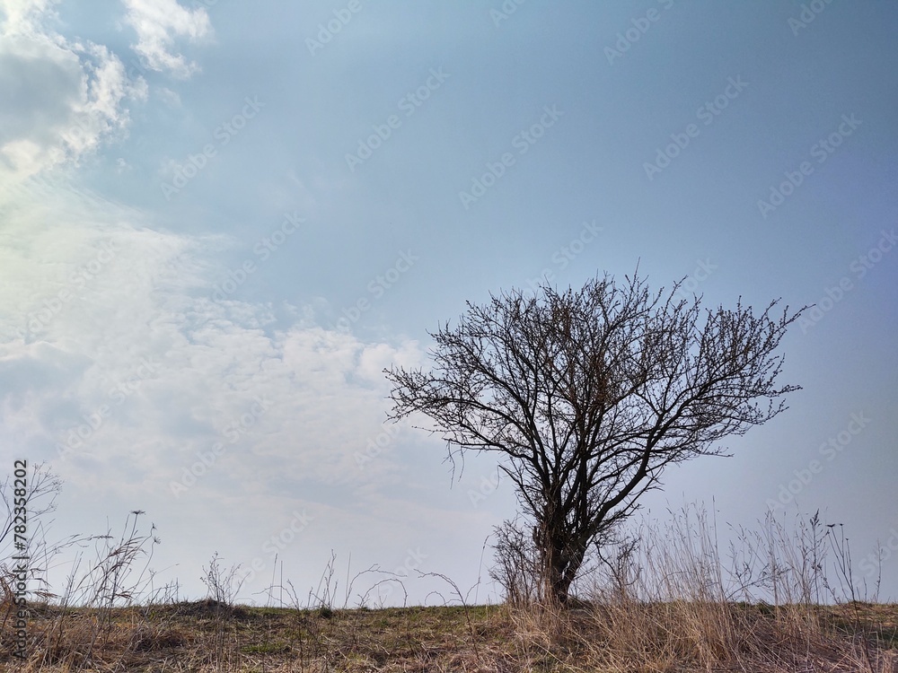 Abandoned walnut or cherry tree on meadow in nature. Slovakia Abandoned walnut or cherry tree on meadow in nature. Slovakia