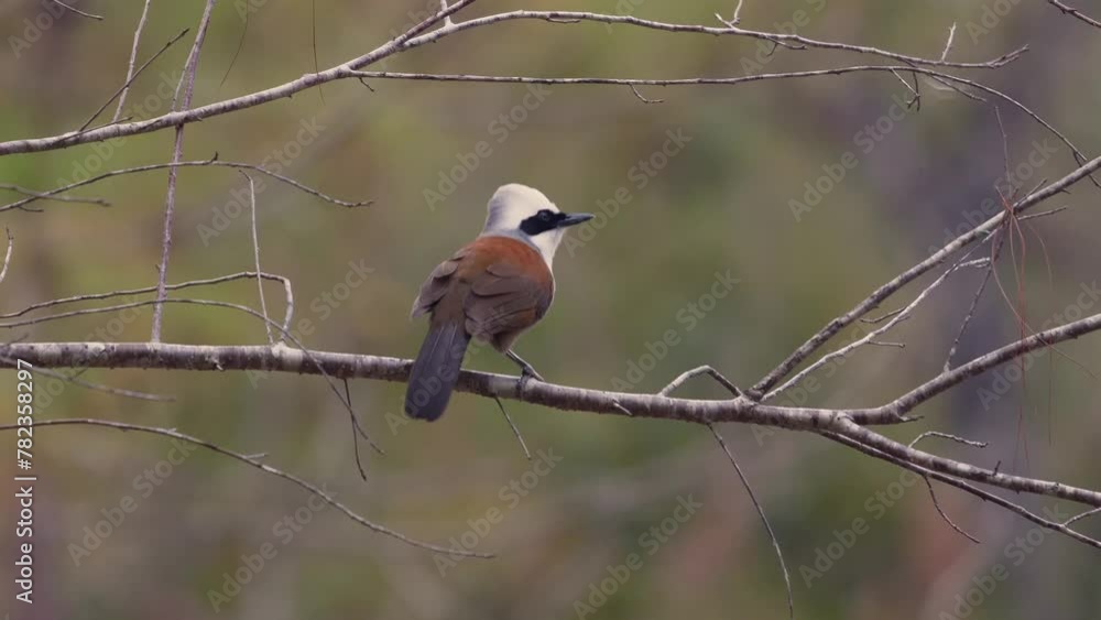 Majestic wild bird perched elegantly on bare branch amidst natural forest setting. Wildlife and nature conservation. Majestic wild bird perched elegantly on bare branch amidst natural forest setting. Wildlife and nature conservation.
