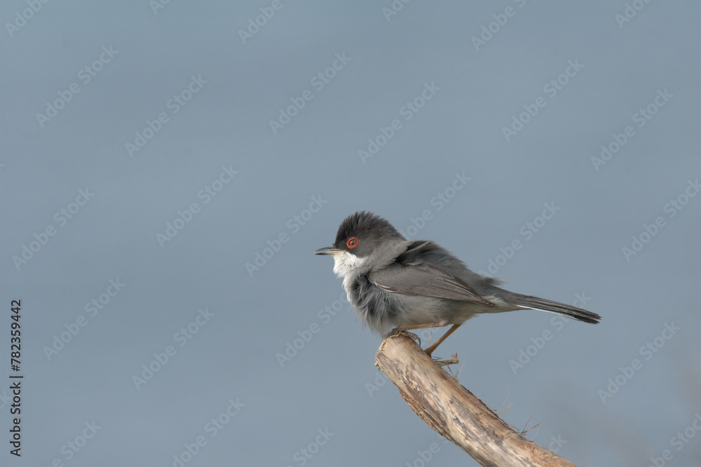 Fototapeta premium Curruca melanocephala