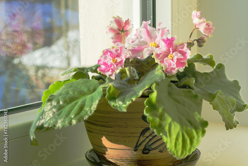 On the home windowsill there is a flower pot with a blooming pink Saintpaulia (Usambara violet). photo