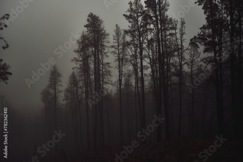 Dark Forest in Fog: A Mysterious Veil of Mist