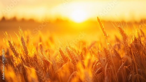 Golden Hour Over Wheat Field