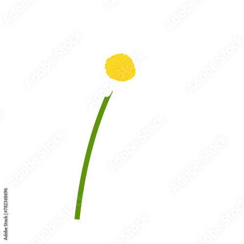 Chamomile flower photo