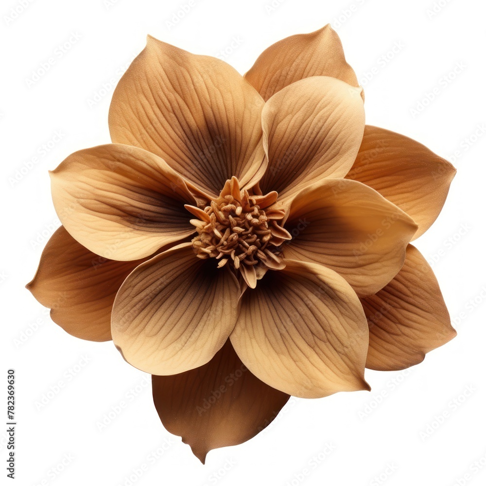 Close-up of a Beautiful Brown Flower on White Background Generative AI Close-up of a Beautiful Brown Flower on White Background Generative AI