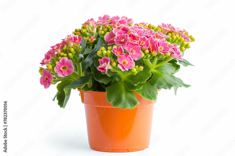 Orange water pot with isolated Kalanchoe flower on white background Orange water pot with isolated Kalanchoe flower on white background