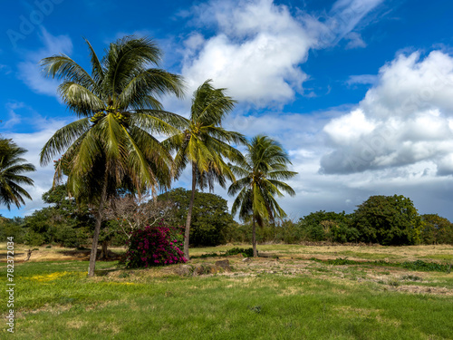 Tropical landscape with palm trees o the West coast of Mauritius