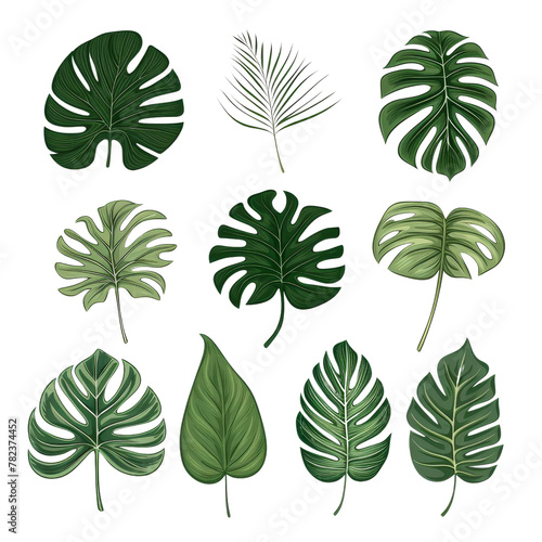 Assorted Tropical Green Leaf Illustrations  Highlighting the Concept of Natural Botanical Diversity.