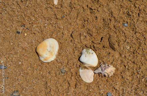 shell on the beach, natural outdoor sand and seashells