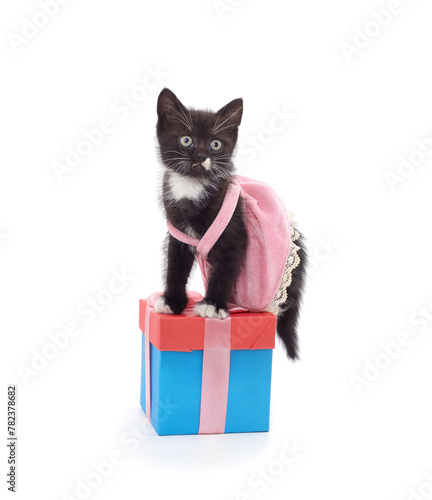 Little kitten in dresses with a gift.