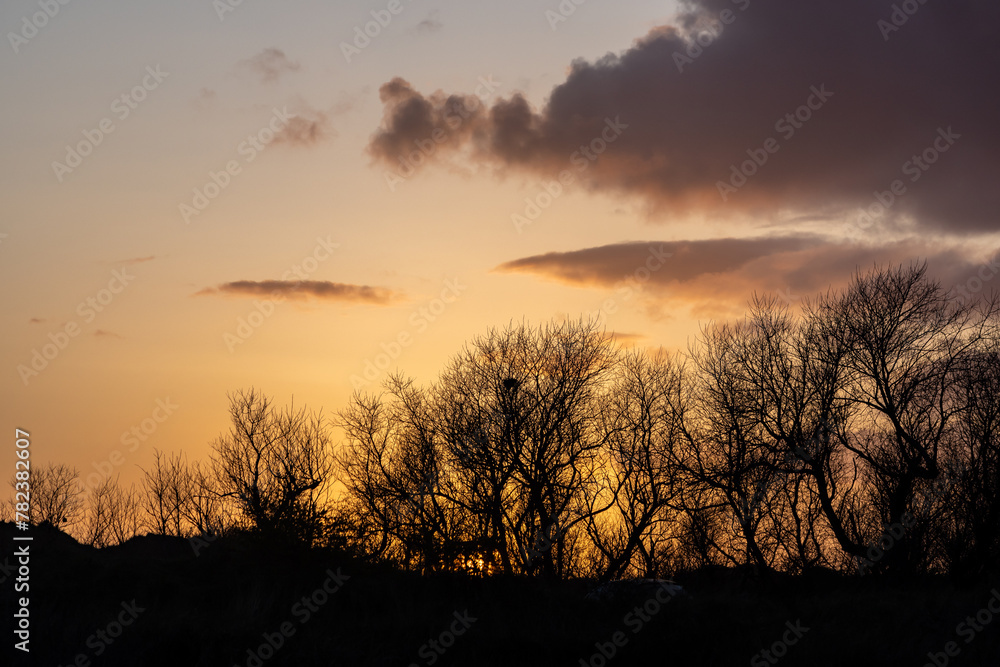 Silhouettes of bare trees with a sunset sky overhead
