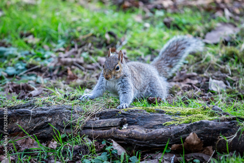 A close up of a grey squirrel in Sussex, with a shallow depth of field