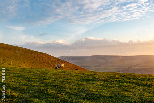 A rural South Downs landscape of a sheep on a hillside, near Lewes in Sussex