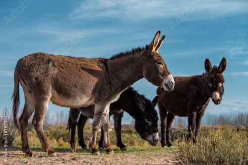 Donkeys grazing in the field in spring