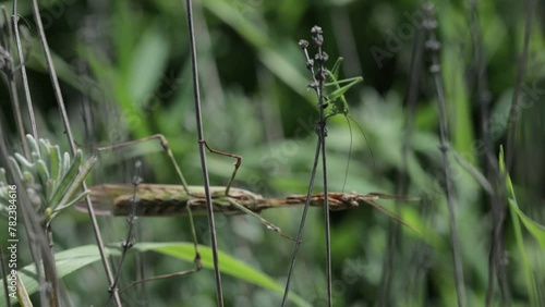 Mante religieuse empusa pennata diablotin chasse une sauterelle prédateur chasse