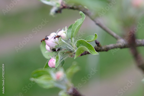 There are three ants on an apple tree flower. Selective focus.