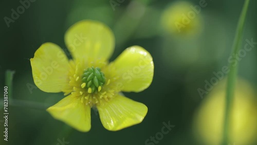 Fleur jaune nature jardin