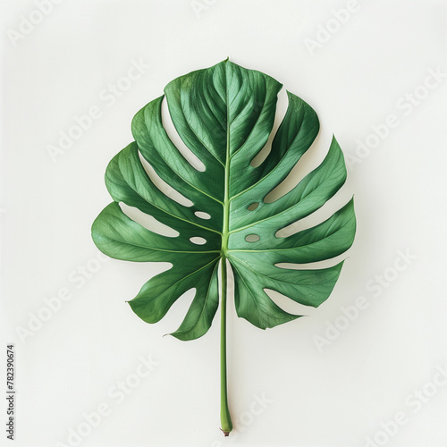 Monstera Deliciosa  Green Leaf in Natural Style on Pure Background. Minimalist Art  Green Monstera Deliciosa Leaf on White Background.