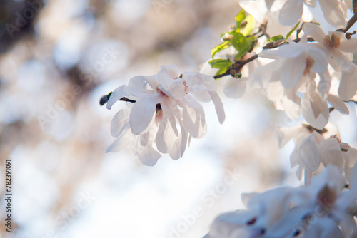 Flowers covered branches © Катерина Лукашенко